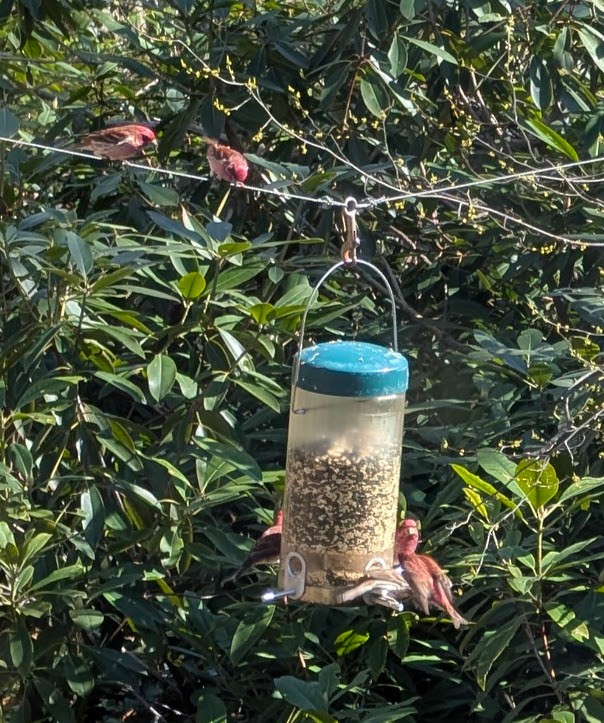 Purple Finch - ML633872167
