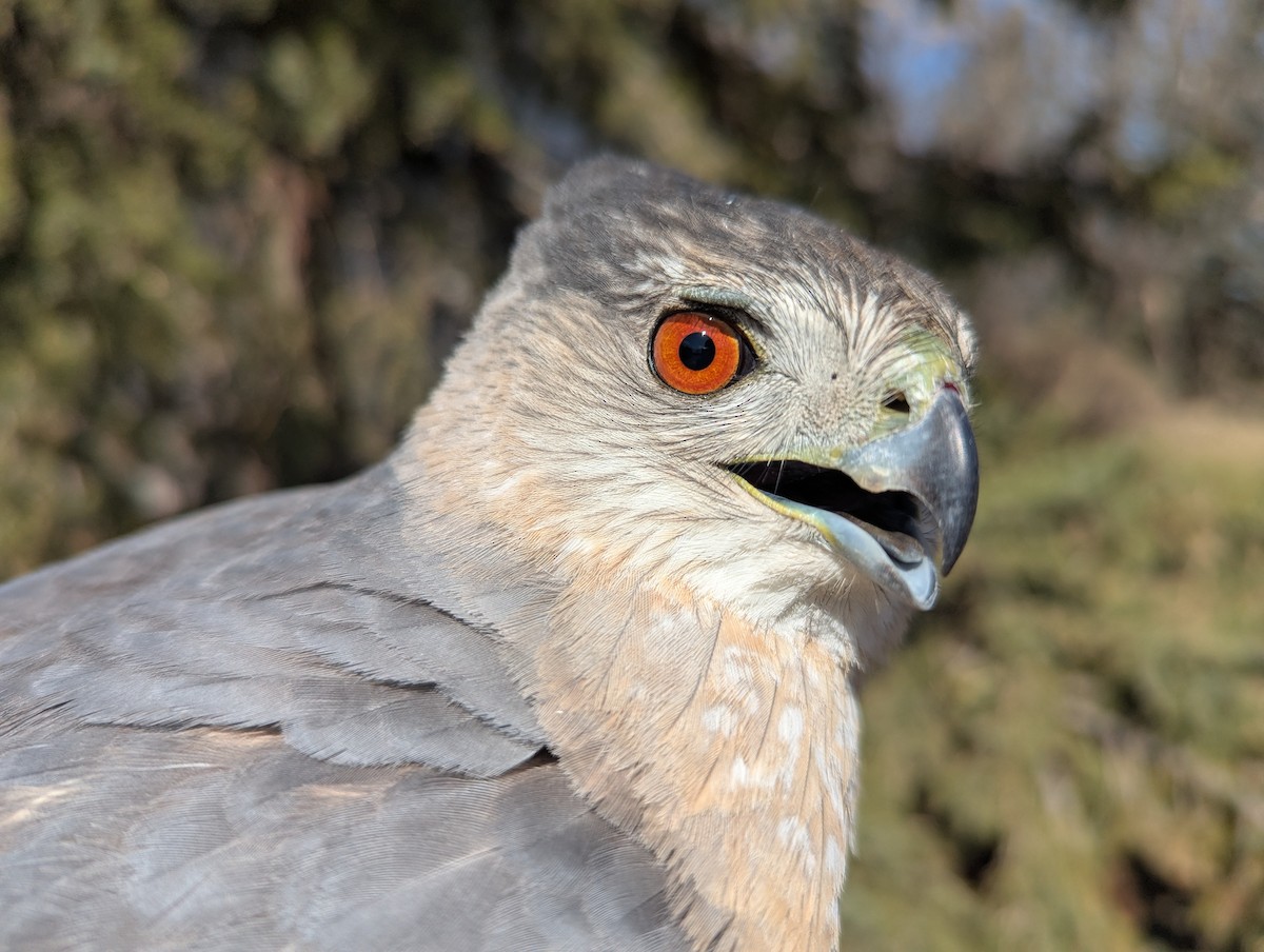 Cooper's Hawk - ML633872197