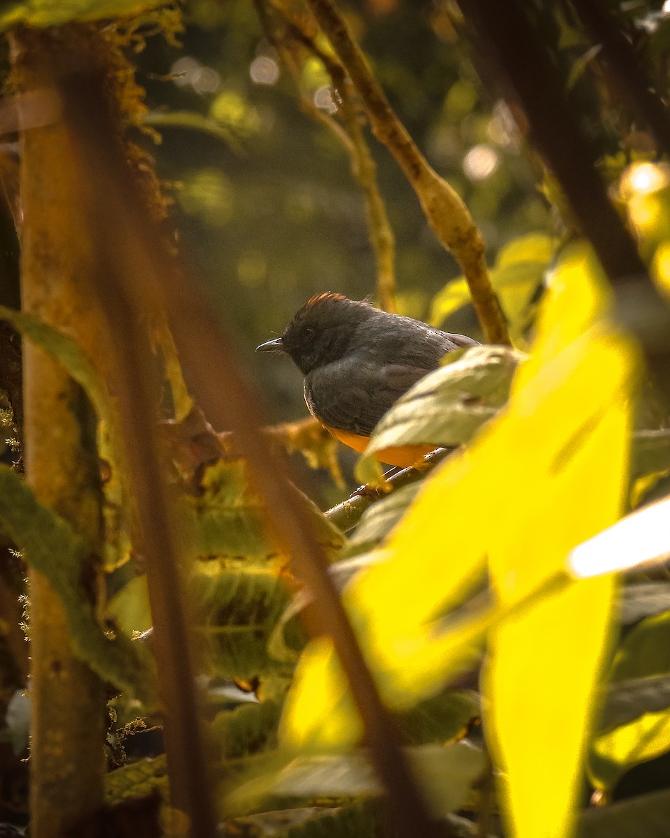 Slate-throated Redstart - ML633872210
