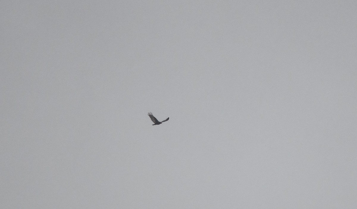 Turkey Vulture - ML633872224