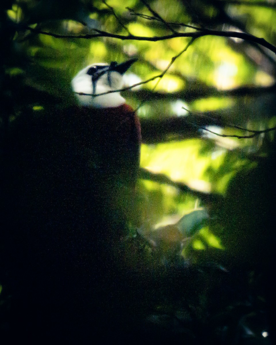 Three-wattled Bellbird - ML633872239