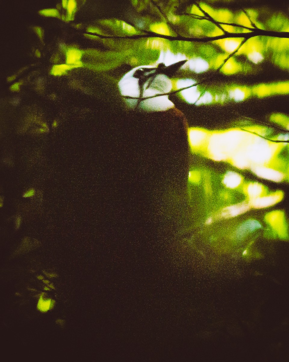 Three-wattled Bellbird - ML633872240