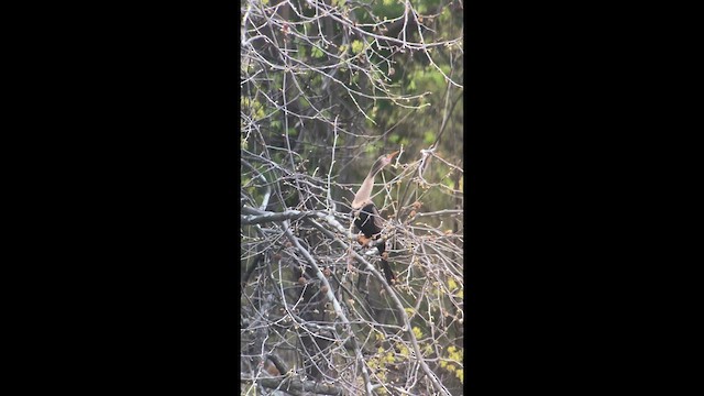 Anhinga - ML633872475