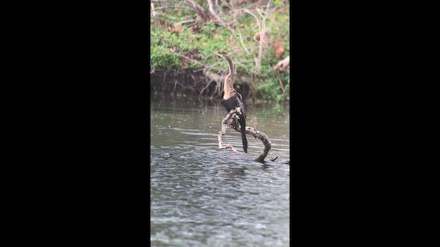 Anhinga - ML633872484
