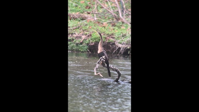 Anhinga - ML633872487