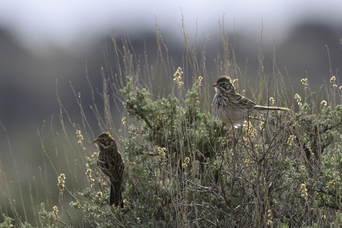 Vesper Sparrow - ML633872488