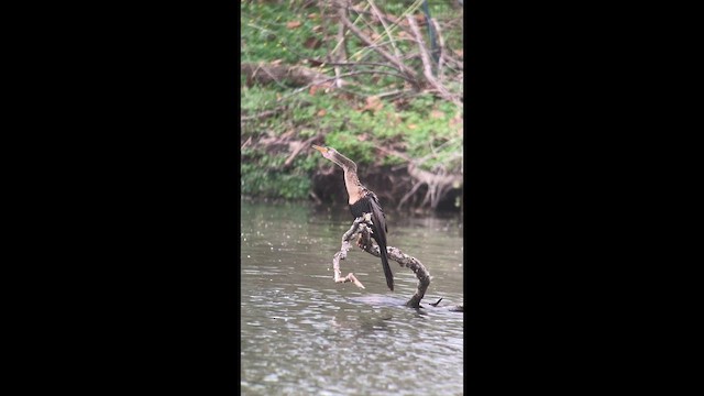 Anhinga - ML633872489