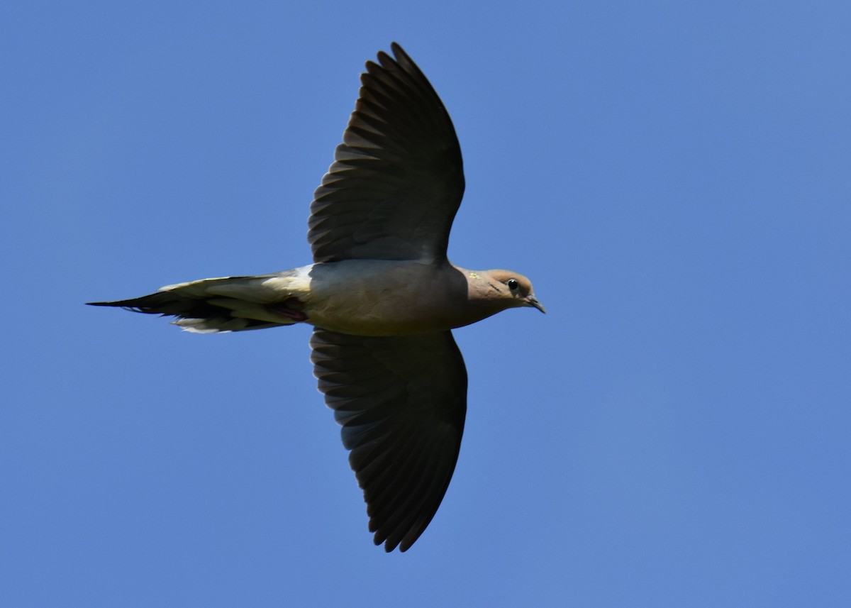 Mourning Dove - Lee Funderburg