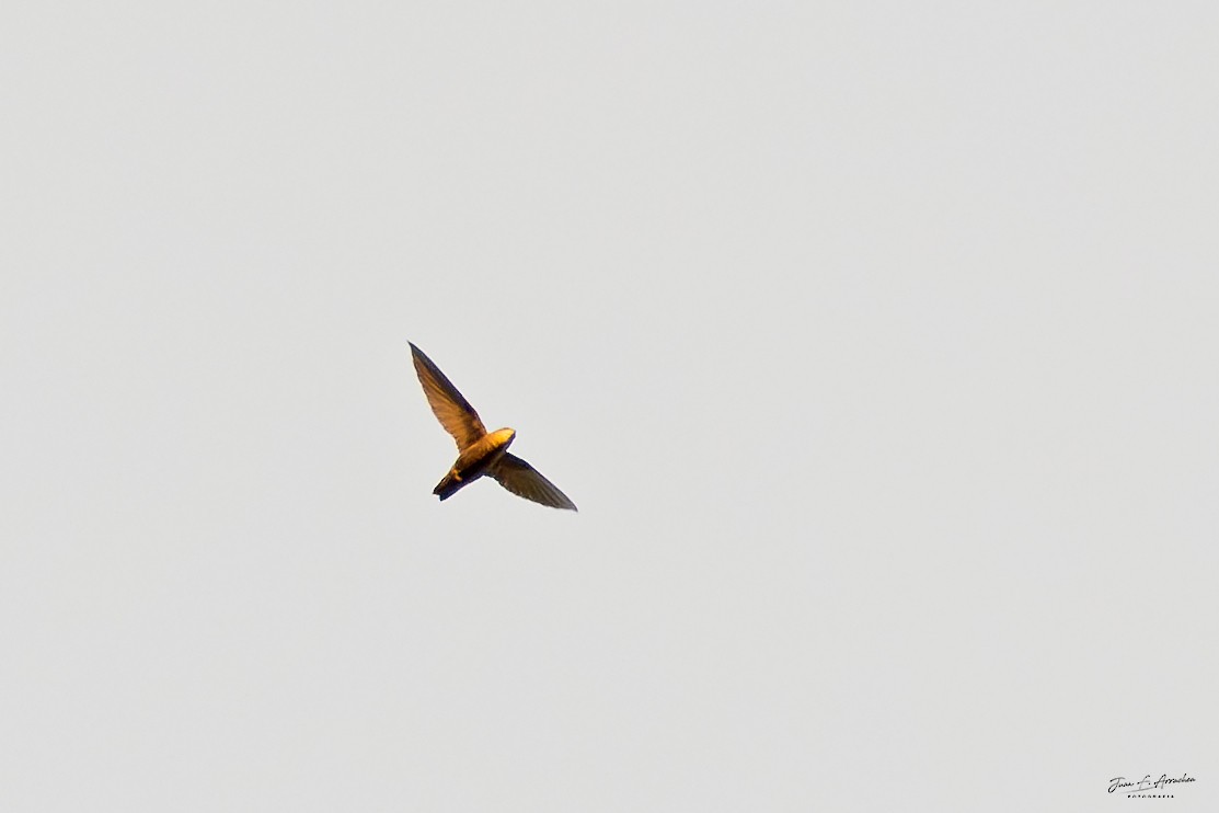 Sick's Swift - ML633872590