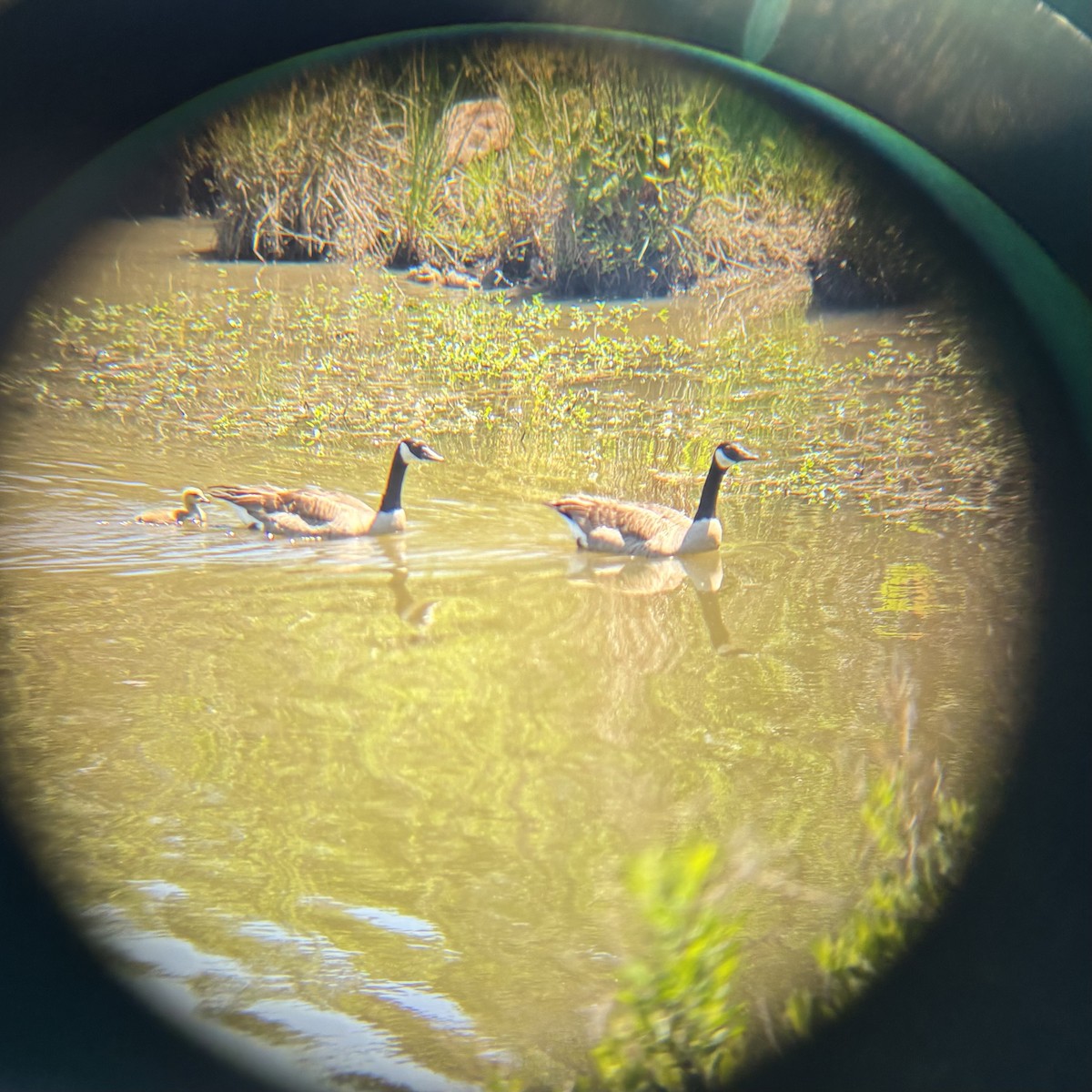 Canada Goose - ML633872718