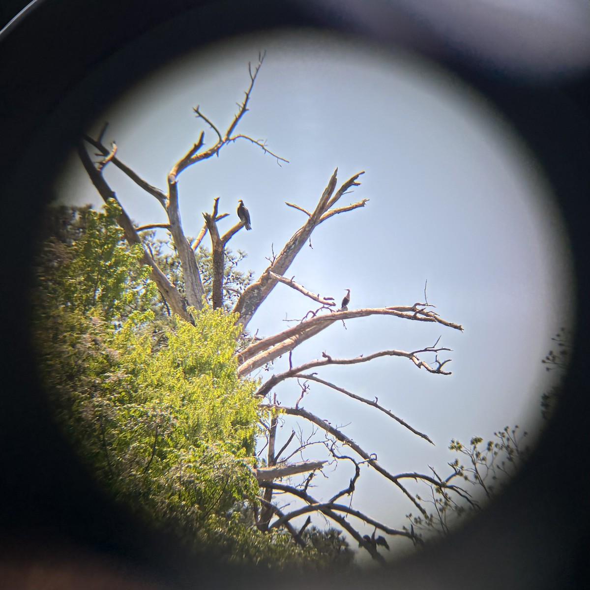 Anhinga - ML633872726