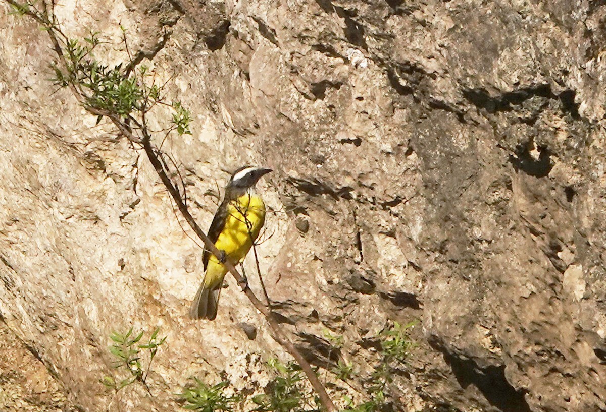 Social Flycatcher - ML633872761