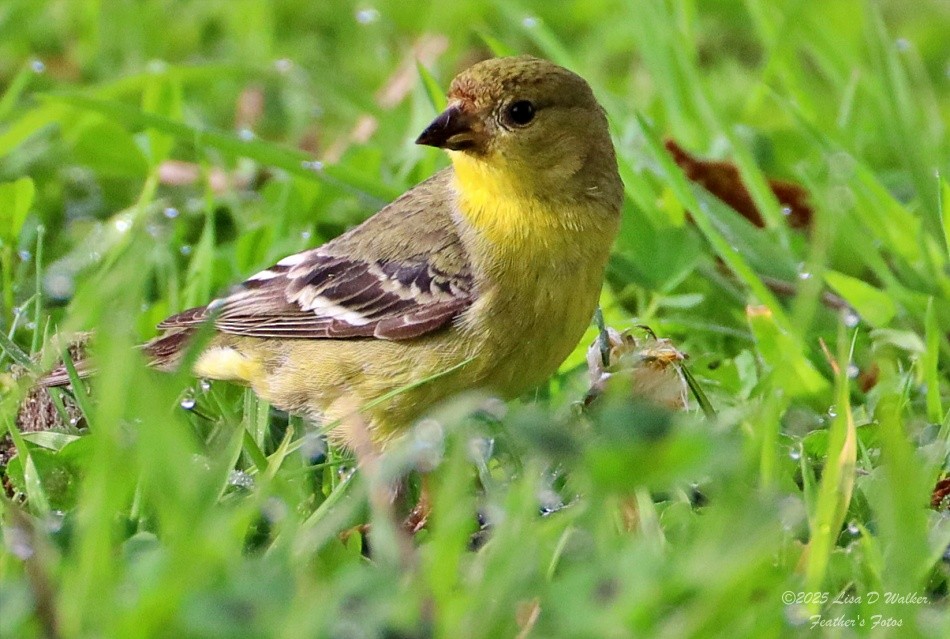 Lesser Goldfinch - ML633872776