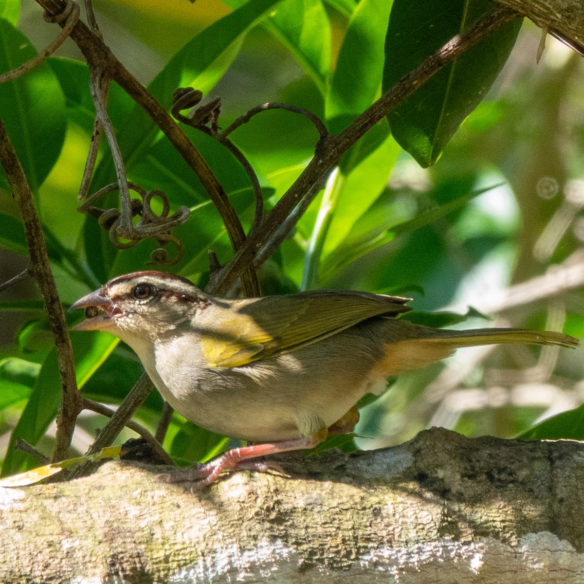 Stripe-headed Sparrow - ML633872791
