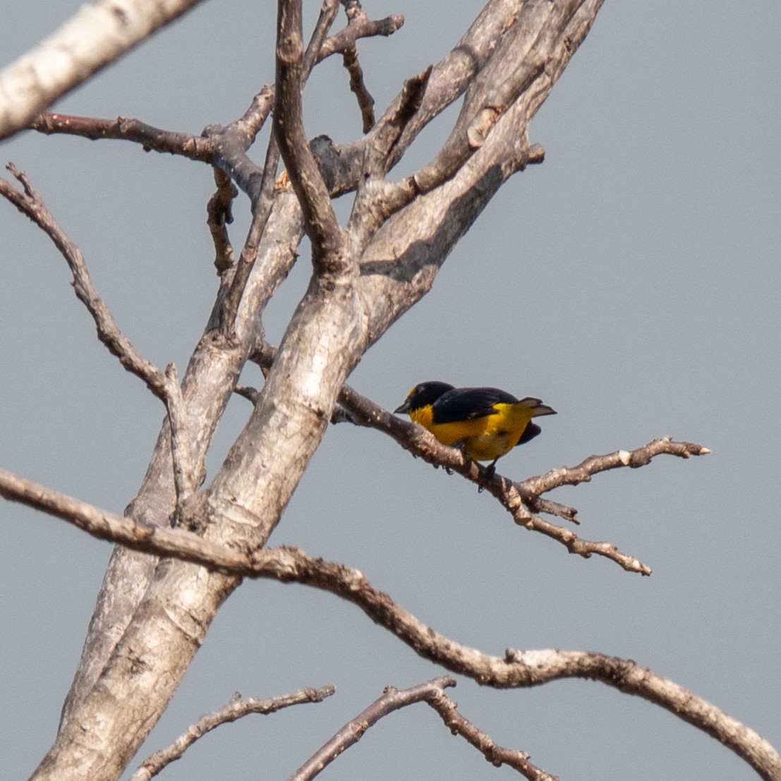 Yellow-throated Euphonia - ML633872793