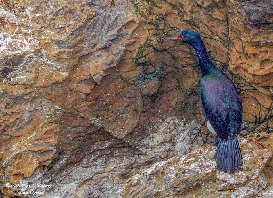 Pelagic Cormorant - ML633872796