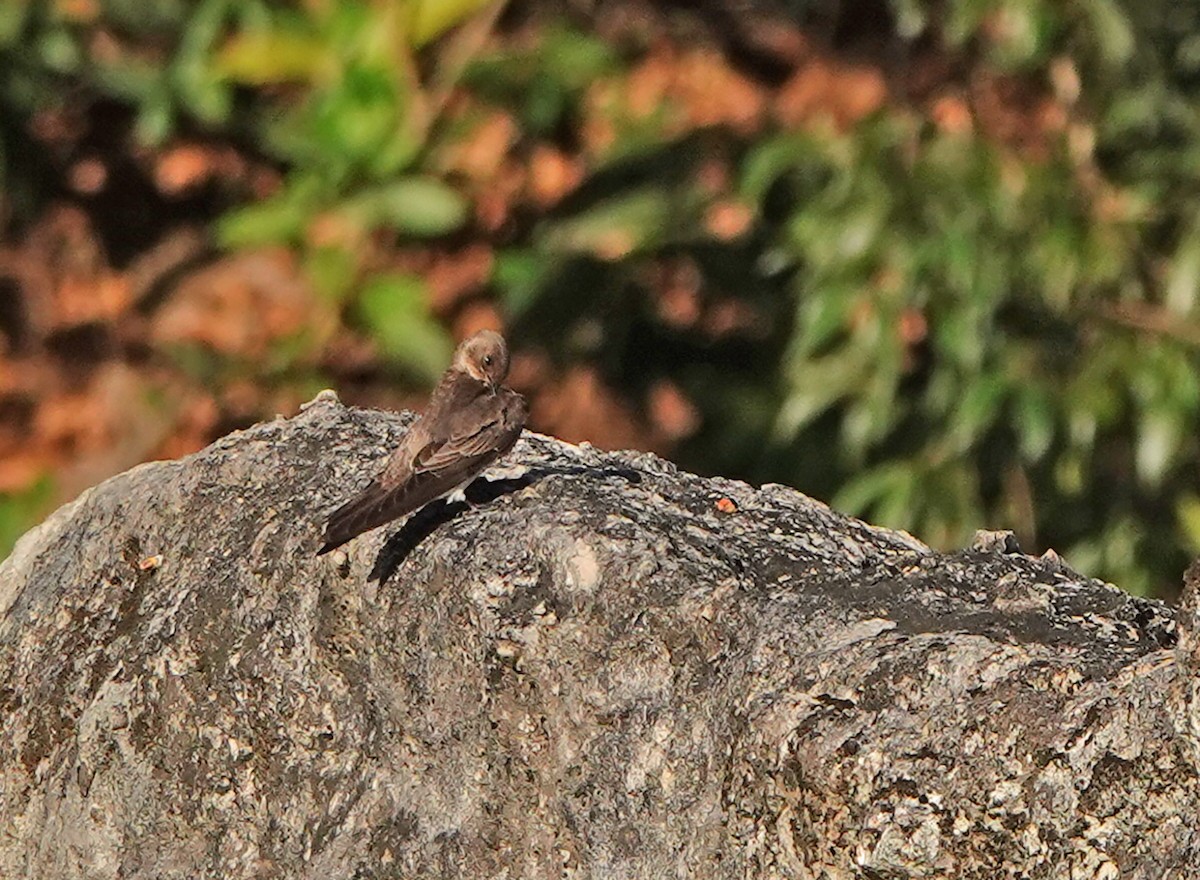 Northern Rough-winged Swallow - ML633872799