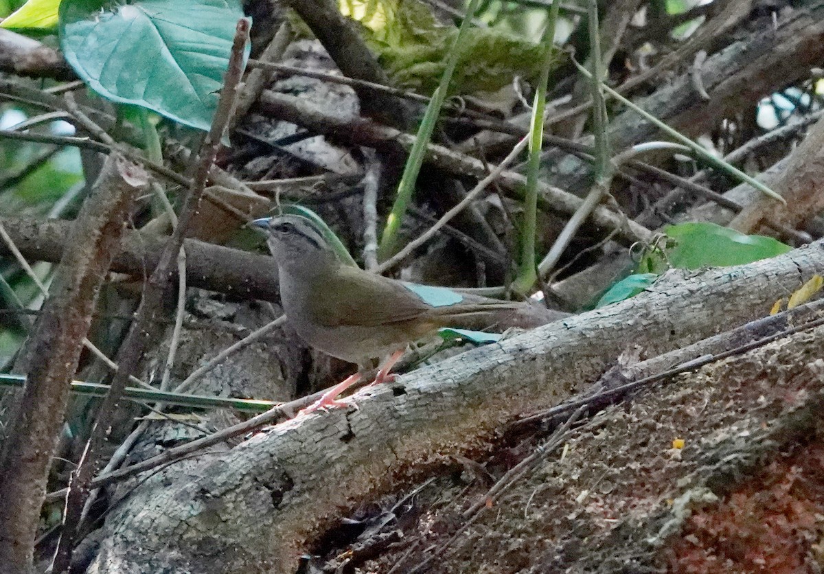 Green-backed Sparrow - ML633872806