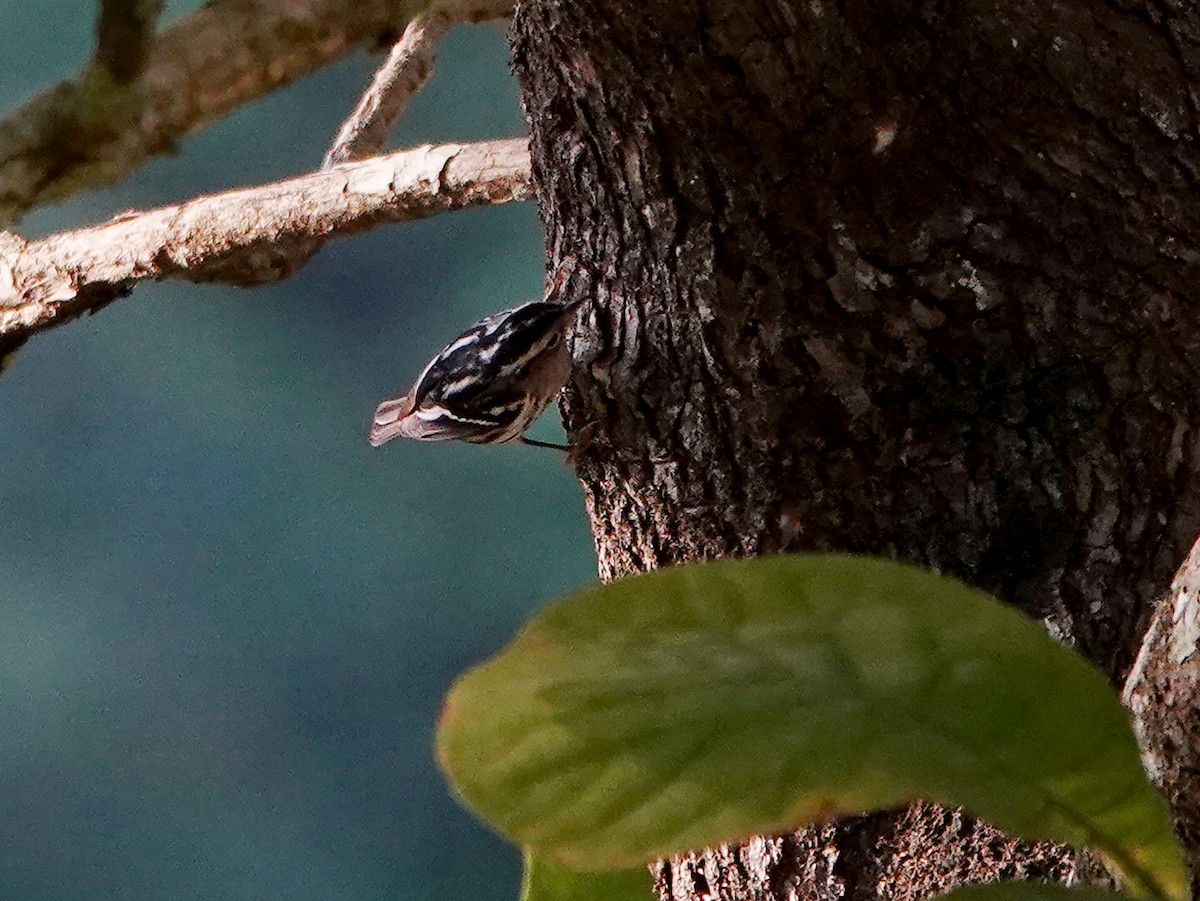 Black-and-white Warbler - ML633872822
