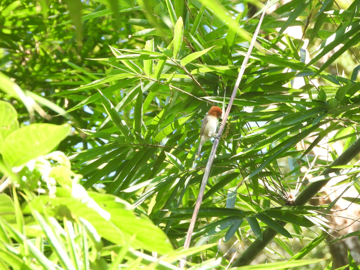 Rufous-headed Parrotbill - ML633872853