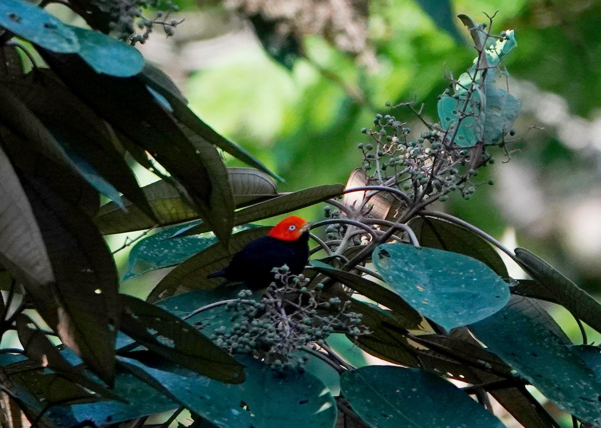 Red-capped Manakin - ML633872861