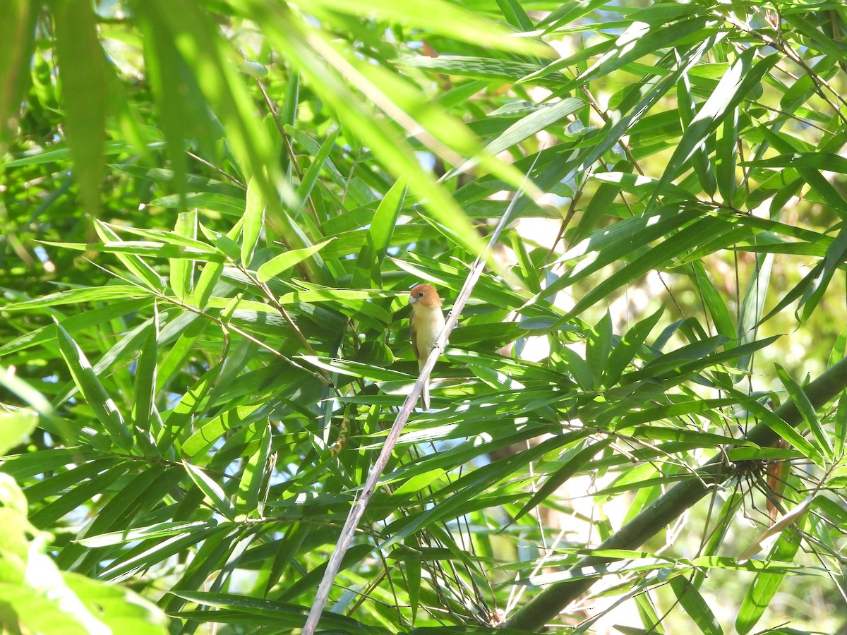 Rufous-headed Parrotbill - ML633872864