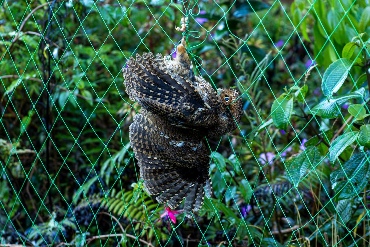 Bare-shanked Screech-Owl - ML633872929