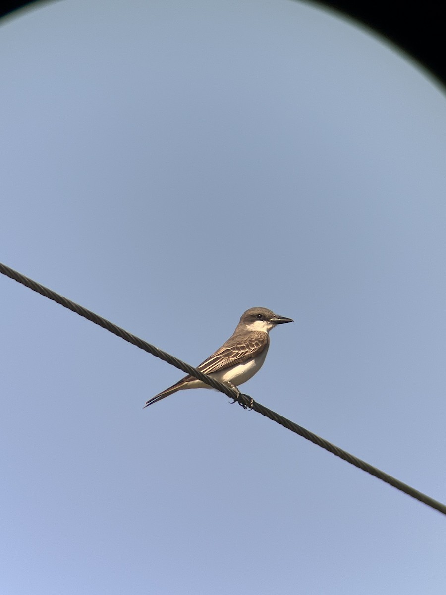 Gray Kingbird - ML633872939