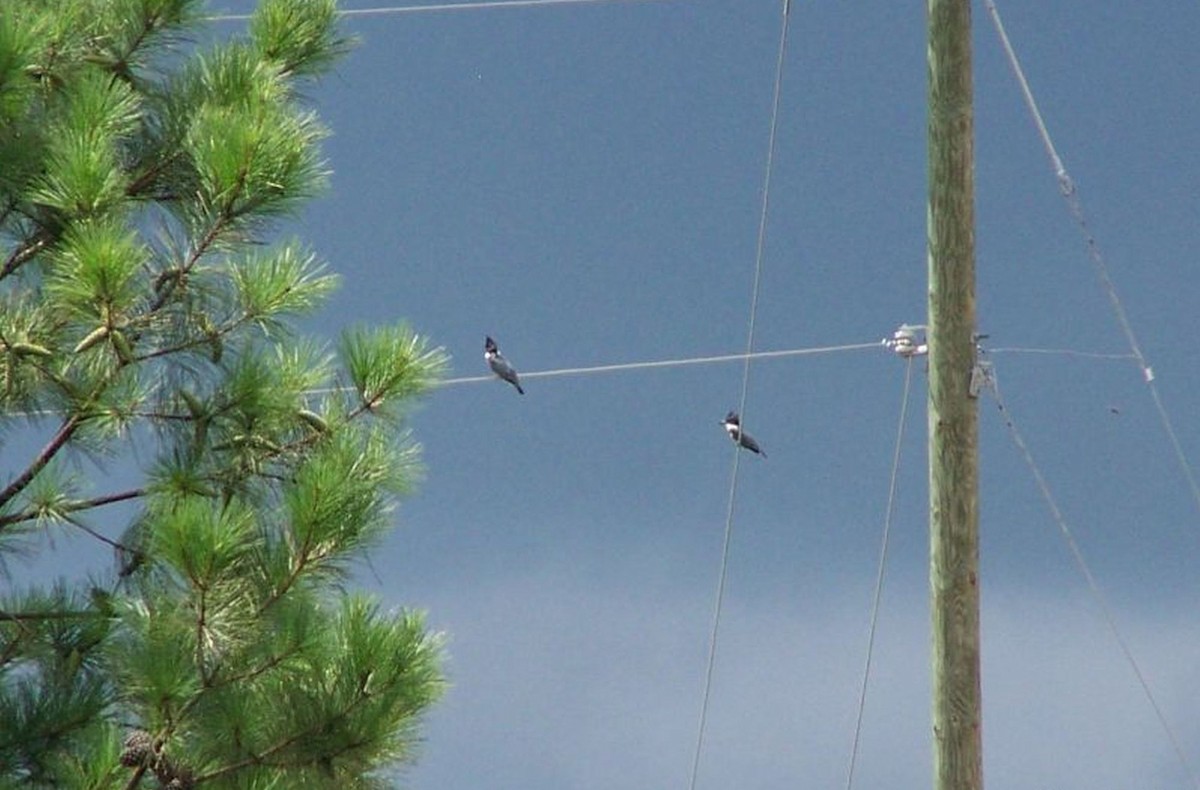 Belted Kingfisher - ML633872966