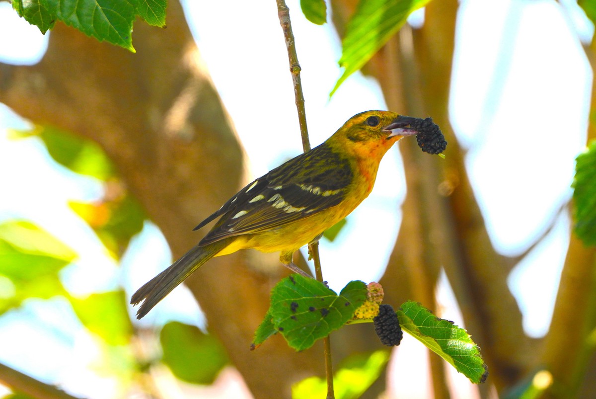 Flame-colored Tanager - ML633873065