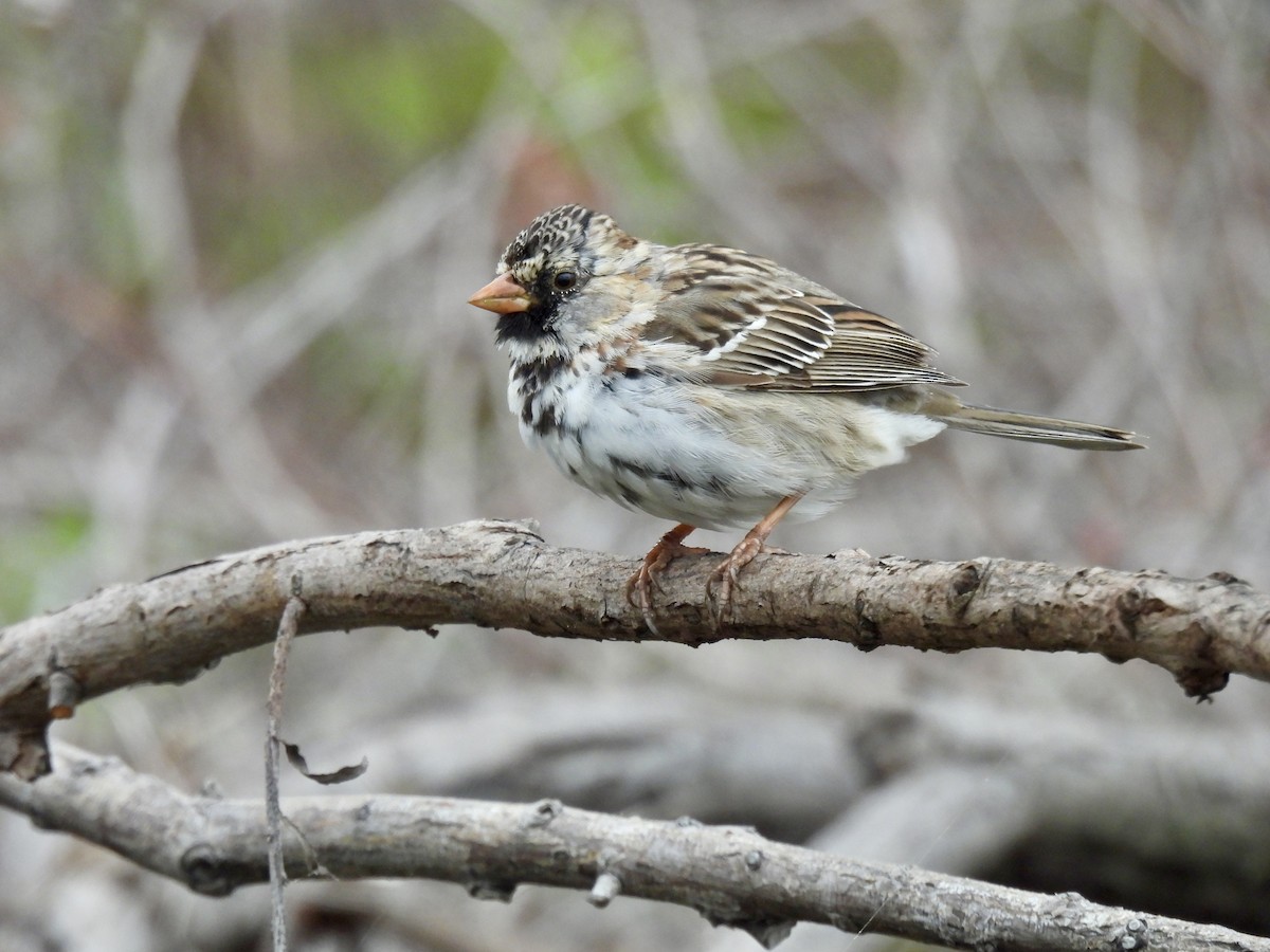Harris's Sparrow - ML633873096