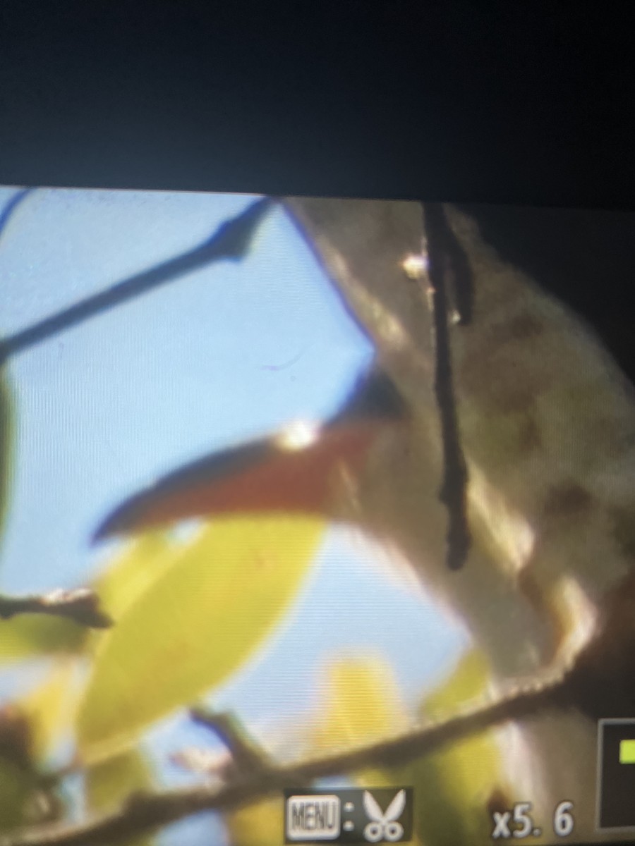 Yellow-billed Cuckoo - ML633873267