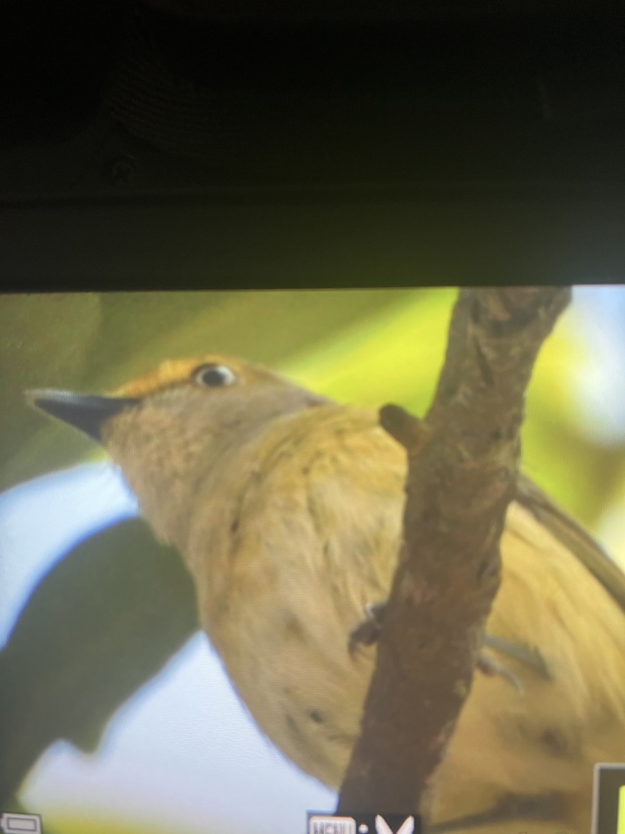 White-eyed Vireo - ML633873275