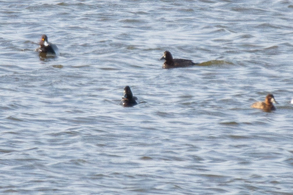 Ring-necked Duck x scaup sp. (hybrid) - ML633873289