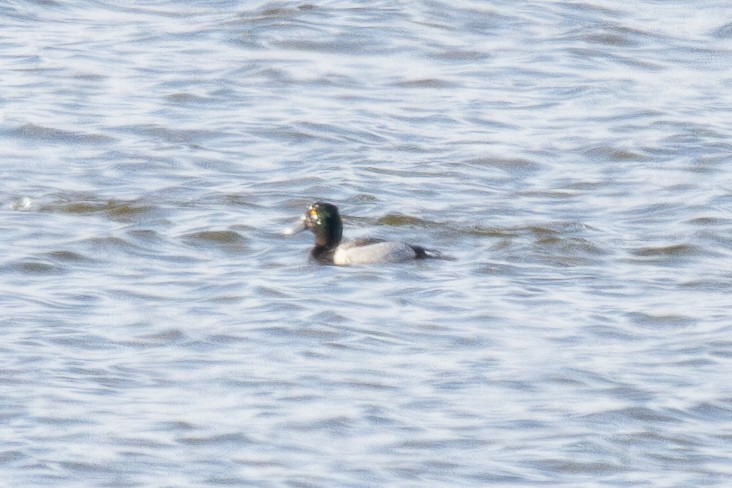 Ring-necked Duck x scaup sp. (hybrid) - ML633873290