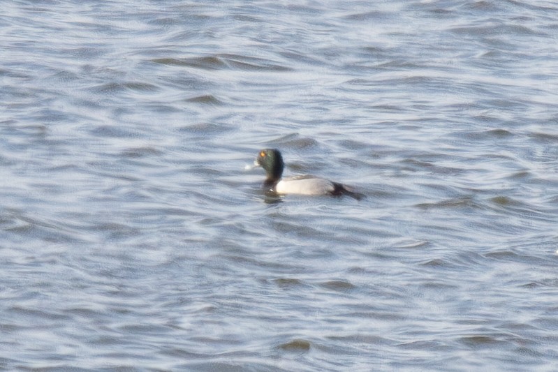 Ring-necked Duck x scaup sp. (hybrid) - ML633873291