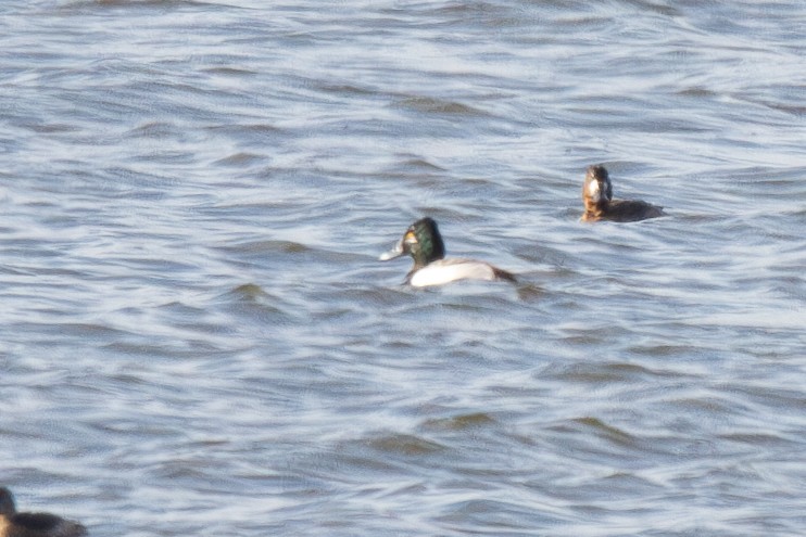 Ring-necked Duck x scaup sp. (hybrid) - ML633873292