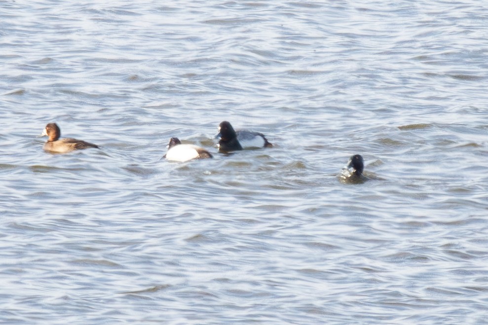 Ring-necked Duck x scaup sp. (hybrid) - ML633873293