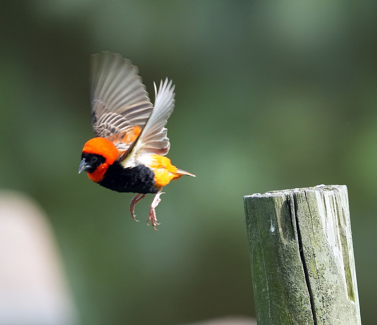 Southern Red Bishop - ML633873643