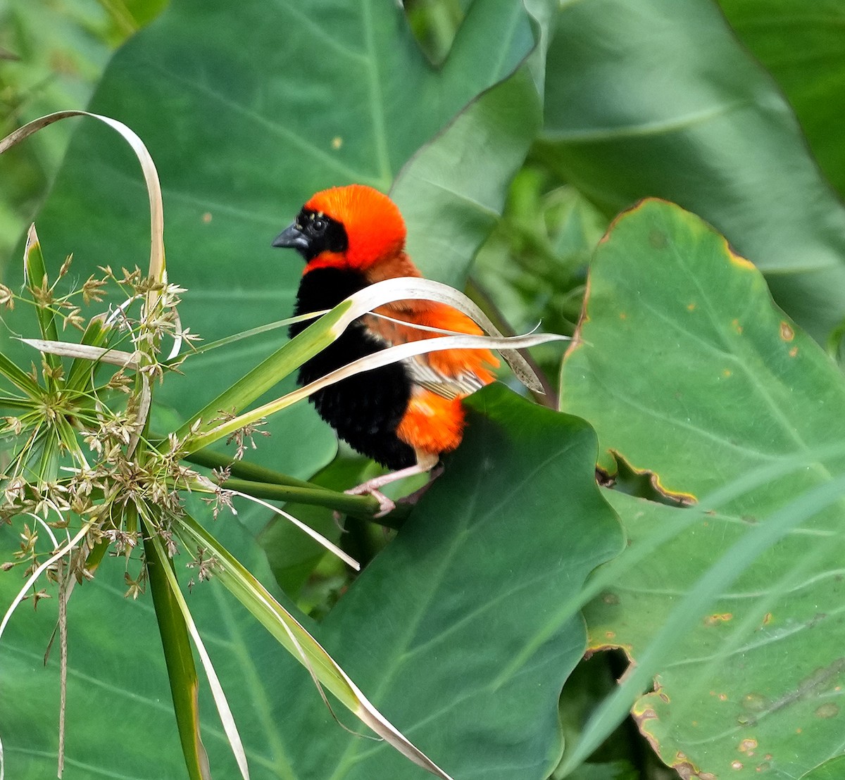 Southern Red Bishop - ML633873644