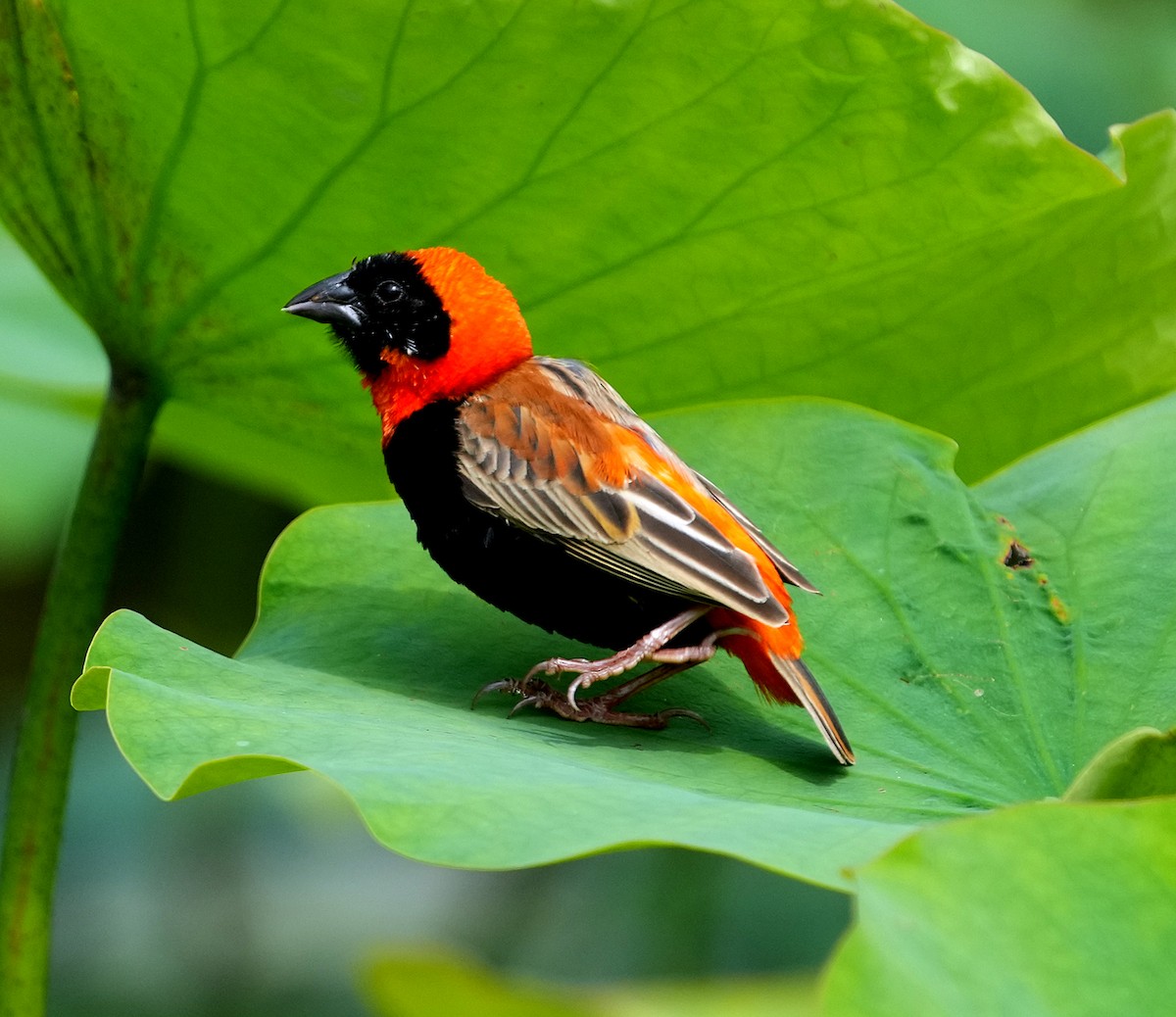 Southern Red Bishop - ML633873645