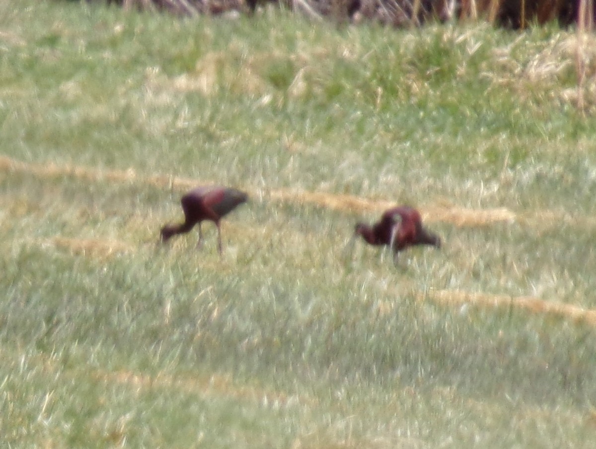 ibis americký - ML633873687