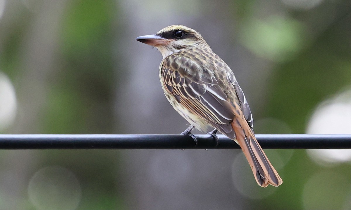 Streaked Flycatcher - ML633873776