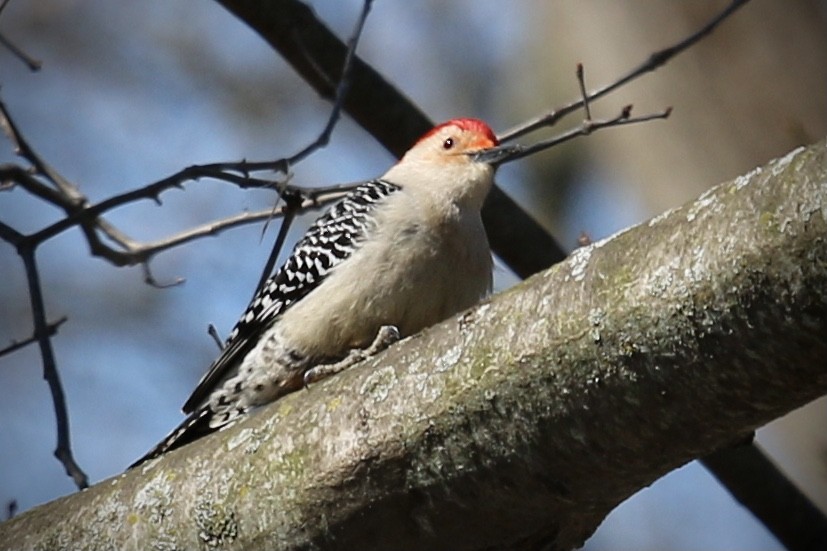 Red-bellied Woodpecker - ML633873845