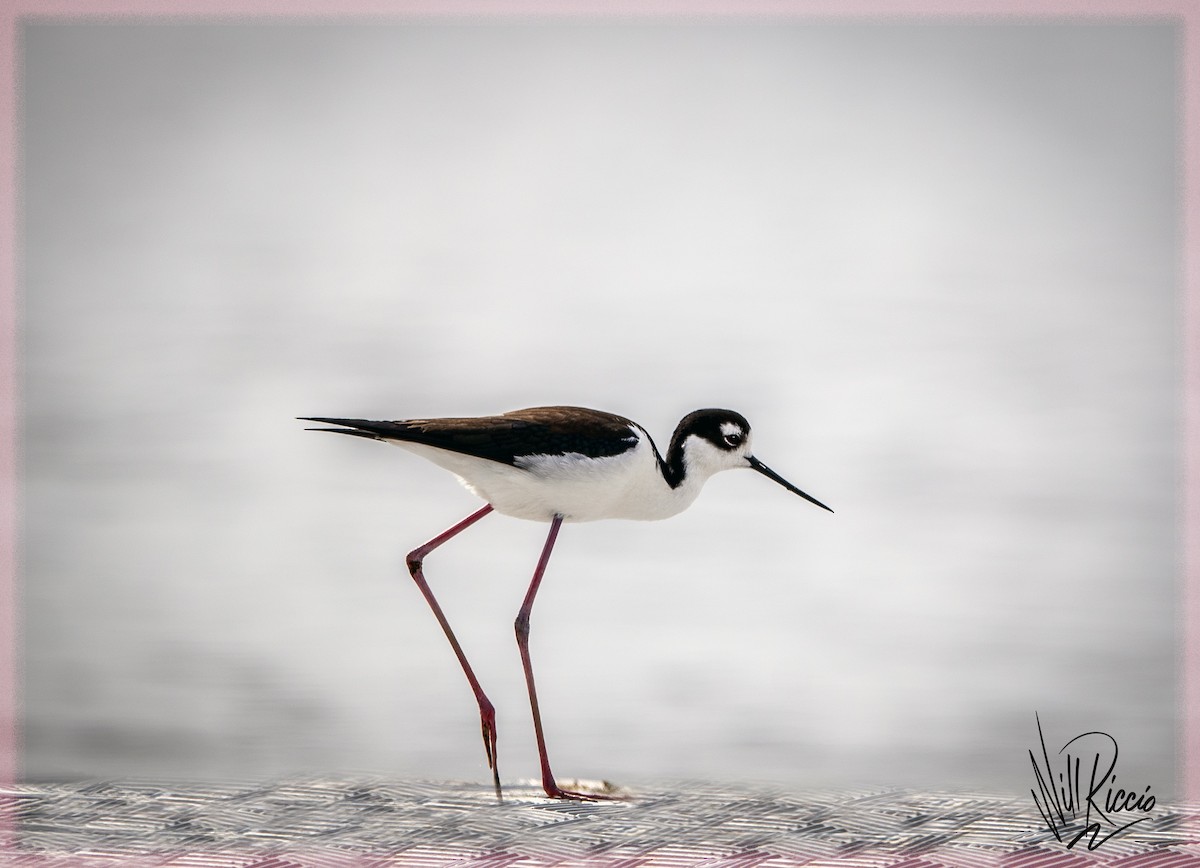 Black-necked Stilt - ML633873947