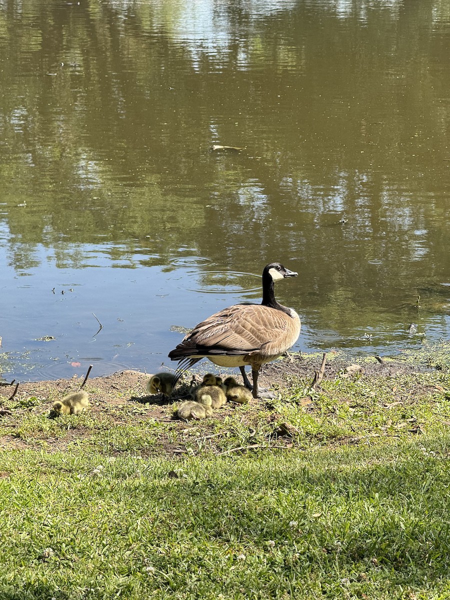 Canada Goose - ML633874035
