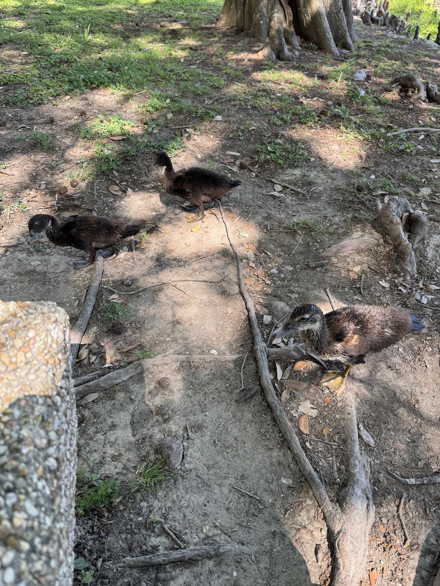 Muscovy Duck (Domestic type) - ML633874039