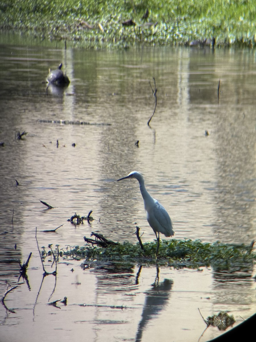 Snowy Egret - ML633874046