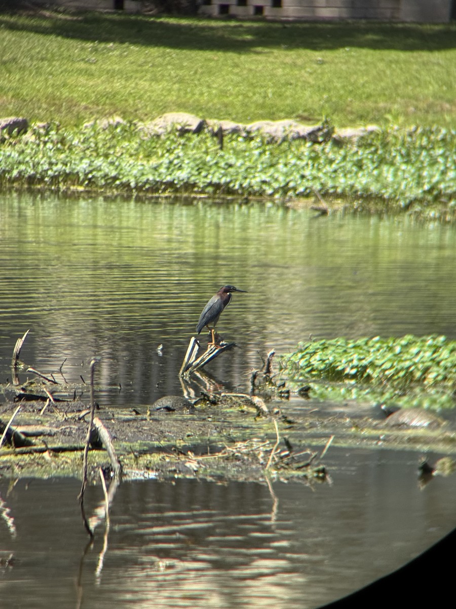 Green Heron - ML633874054