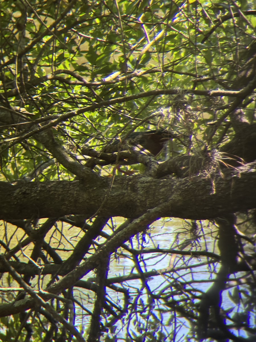 Green Heron - ML633874055
